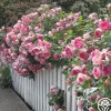 Heirloom Roses Carefree Wonder™ Hot