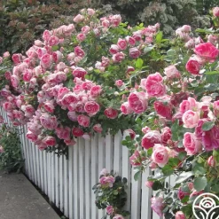 Heirloom Roses Carefree Wonder™ Hot