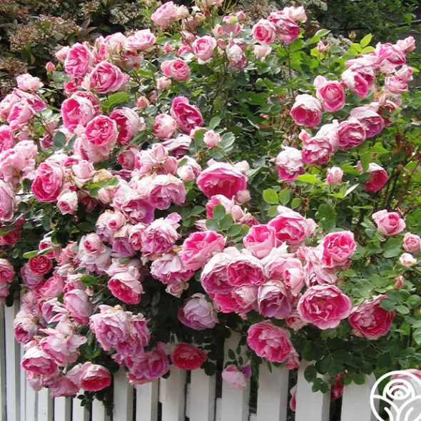 Heirloom Roses Carefree Wonder™ Hot