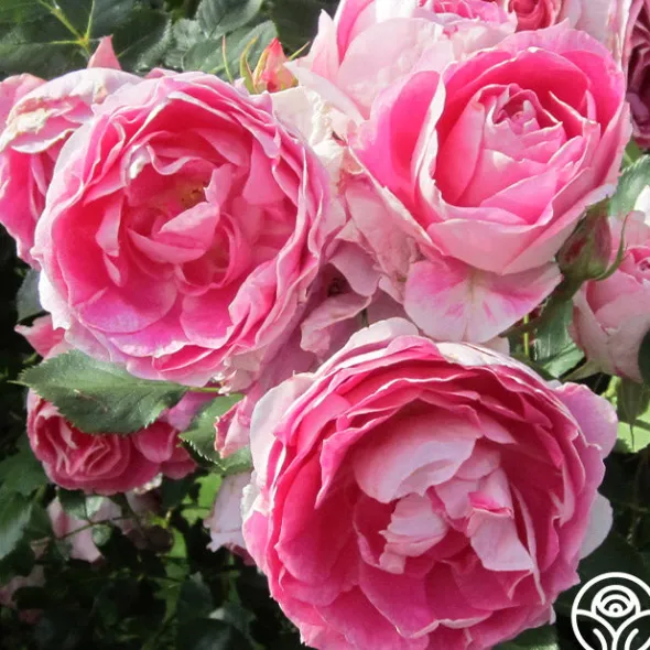 Heirloom Roses Carefree Wonder™ Hot