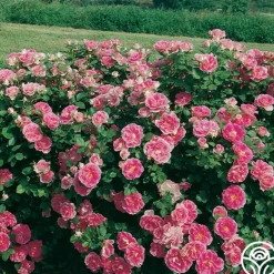 Heirloom Roses Carefree Wonder™ Hot