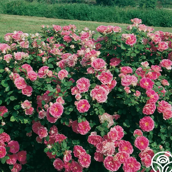 Heirloom Roses Carefree Wonder™ Hot