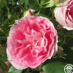 Heirloom Roses Carefree Wonder™ Hot