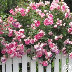 Heirloom Roses Carefree Wonder™ Hot