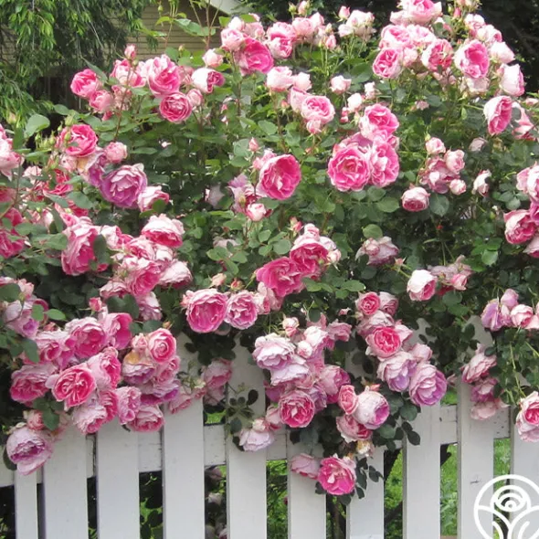 Heirloom Roses Carefree Wonder™ Hot