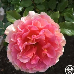 Heirloom Roses Caribbean Breeze Hot