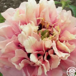 Heirloom Roses Caroline Constable Hot