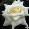 Heirloom Roses Caroline de Monaco®™ Hot