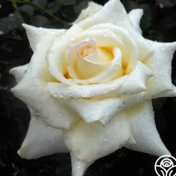 Heirloom Roses Caroline de Monaco®™ Hot