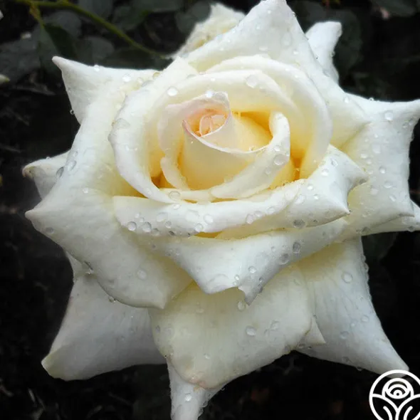 Heirloom Roses Caroline de Monaco®™ Hot