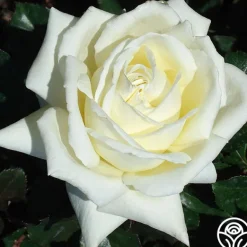Heirloom Roses Caroline de Monaco®™ Hot