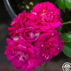 Heirloom Roses Casimir Moullé Best