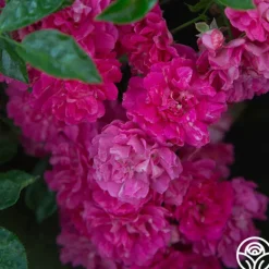 Heirloom Roses Casimir Moullé Best