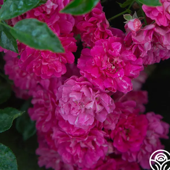 Heirloom Roses Casimir Moullé Best