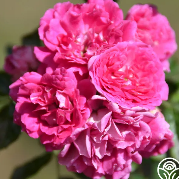 Heirloom Roses Casimir Moullé Best