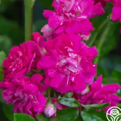 Heirloom Roses Casimir Moullé Best