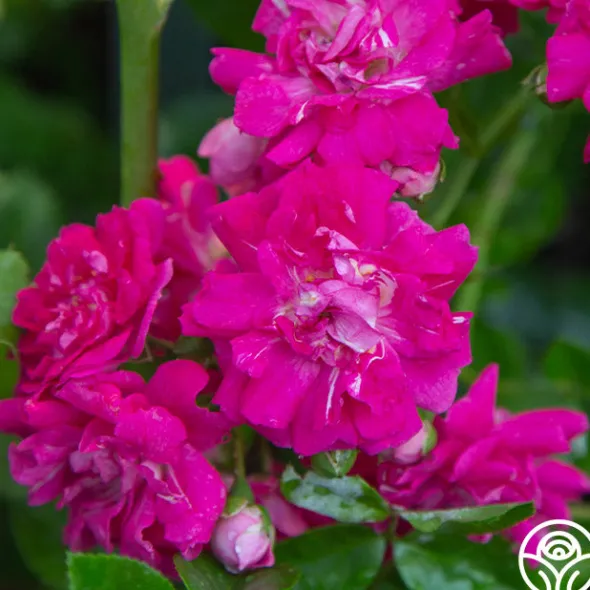 Heirloom Roses Casimir Moullé Best