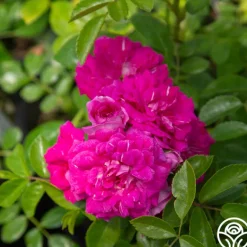 Heirloom Roses Casimir Moullé Best