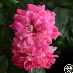Heirloom Roses Casimir Moullé Best