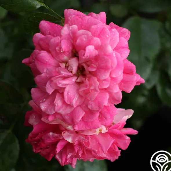 Heirloom Roses Casimir Moullé Best