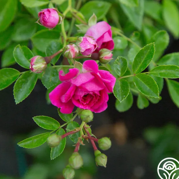 Heirloom Roses Casimir Moullé Best