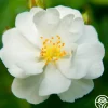 Heirloom Roses Cassie Best