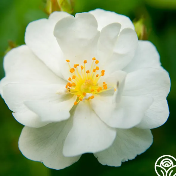 Heirloom Roses Cassie Best