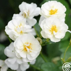 Heirloom Roses Cassie Best