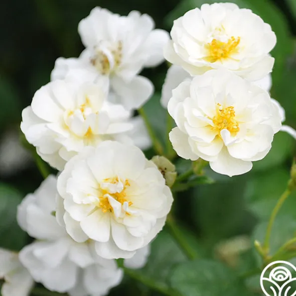 Heirloom Roses Cassie Best