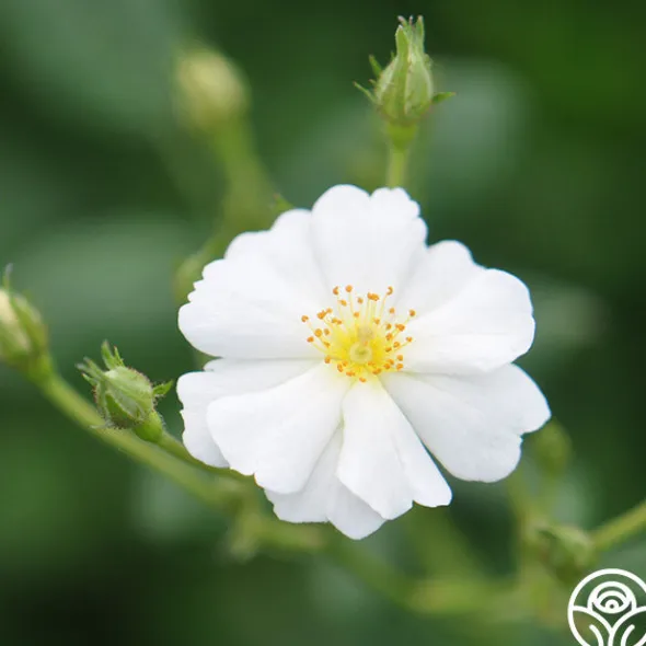 Heirloom Roses Cassie Best