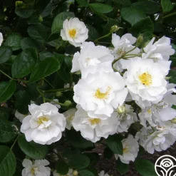 Heirloom Roses Cassie Best