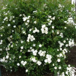 Heirloom Roses Cassie Best