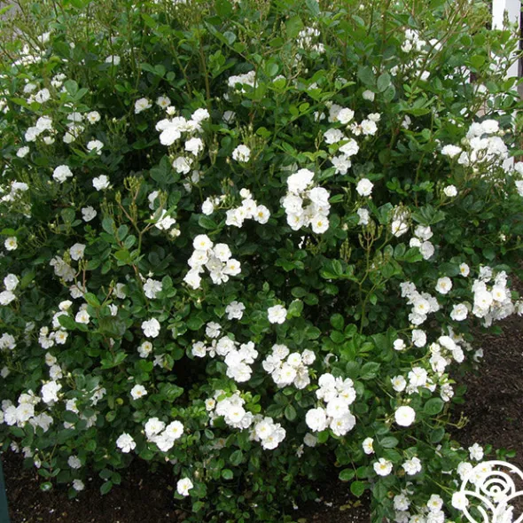 Heirloom Roses Cassie Best