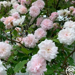 Heirloom Roses Cécile Brünner™ New