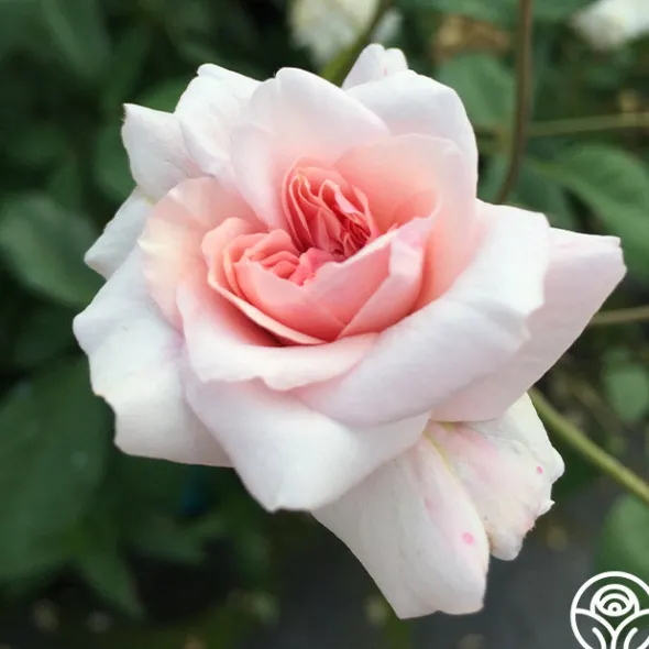 Heirloom Roses Cécile Brünner™ New