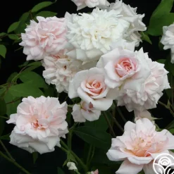 Heirloom Roses Cécile Brünner™ New