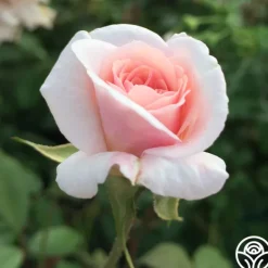 Heirloom Roses Cécile Brünner™ New