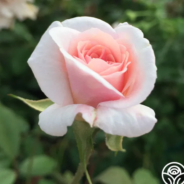 Heirloom Roses Cécile Brünner™ New
