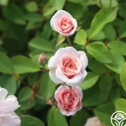 Heirloom Roses Cécile Brünner™ New