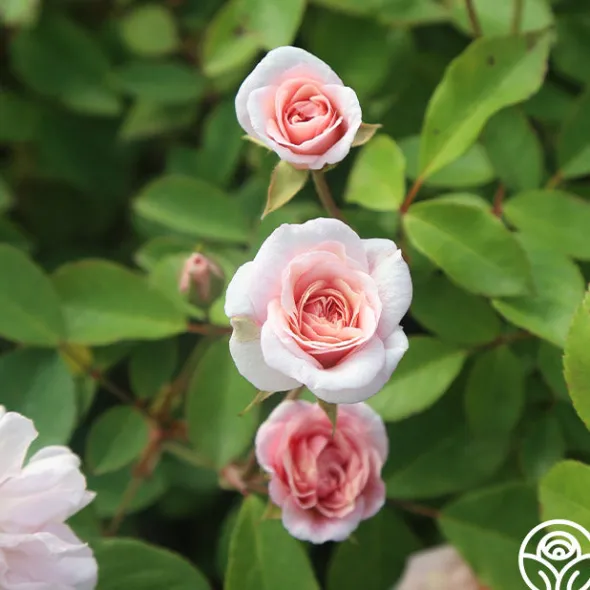 Heirloom Roses Cécile Brünner™ New