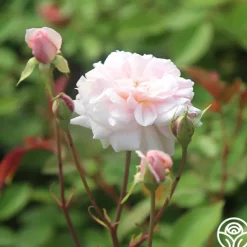 Heirloom Roses Cécile Brünner™ New