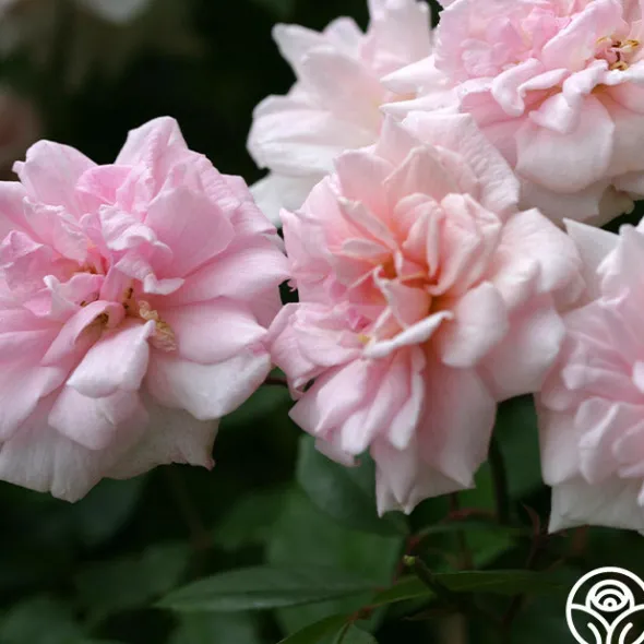 Heirloom Roses Cécile Brünner™ New