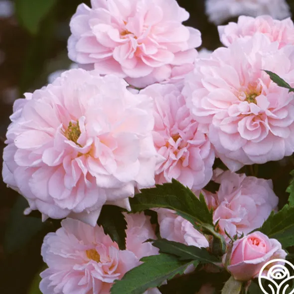 Heirloom Roses Cécile Brünner™ New