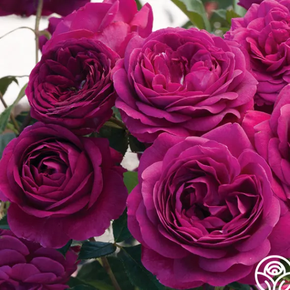 Heirloom Roses Celestial Night™ New
