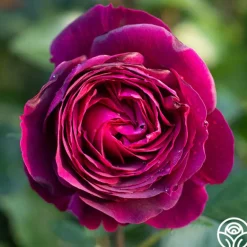 Heirloom Roses Celestial Night™ New