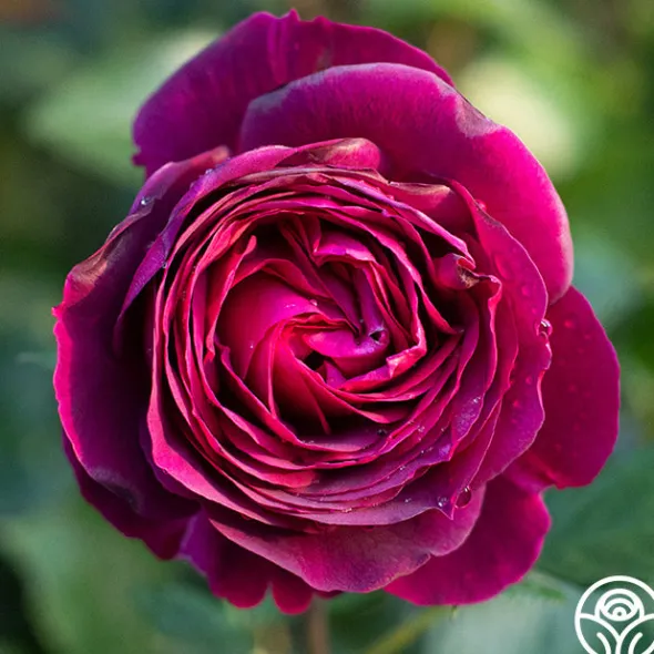 Heirloom Roses Celestial Night™ New