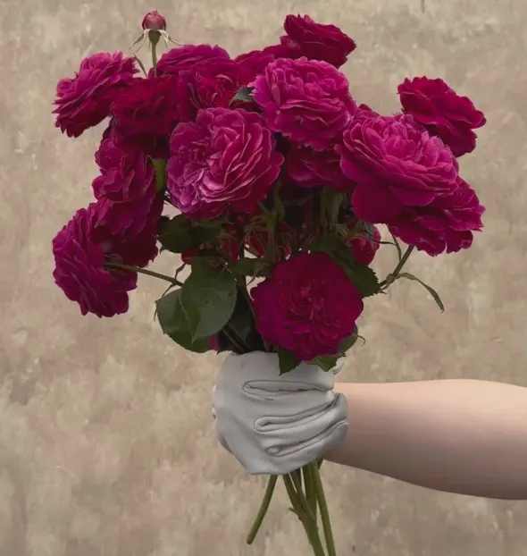 Heirloom Roses Celestial Night™ New