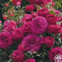 Heirloom Roses Celestial Night™ New