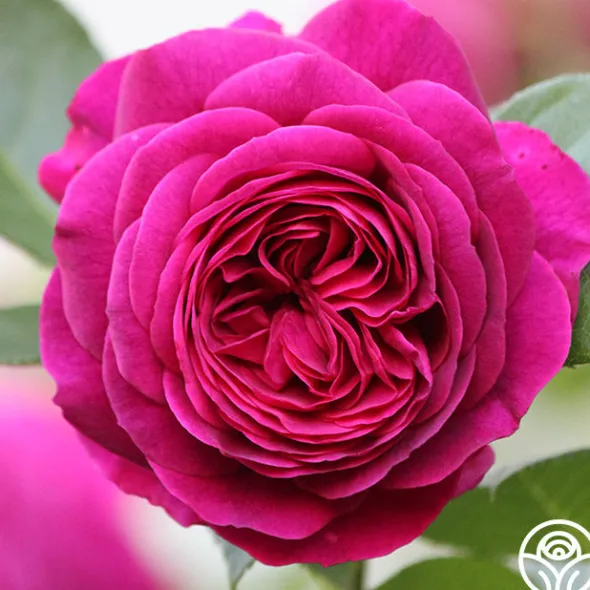 Heirloom Roses Celestial Night™ New