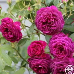 Heirloom Roses Celestial Night™ New